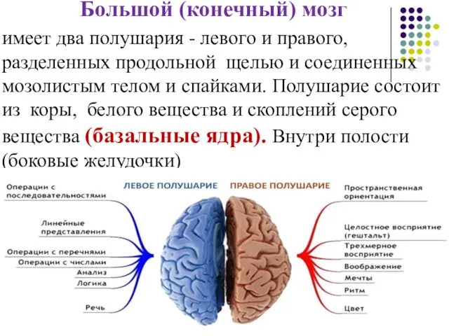 Большой (конечный) мозг имеет два полушария - левого и правого,
