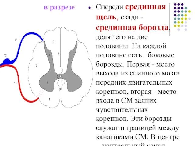 в разрезе Спереди срединная щель, сзади - срединная борозда, делят