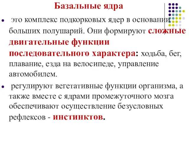 Базальные ядра это комплекс подкорковых ядер в основании больших полушарий.