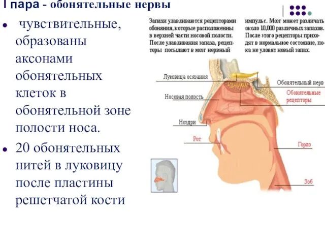 I пара - обонятельные нервы чувствительные, образованы аксонами обонятельных клеток