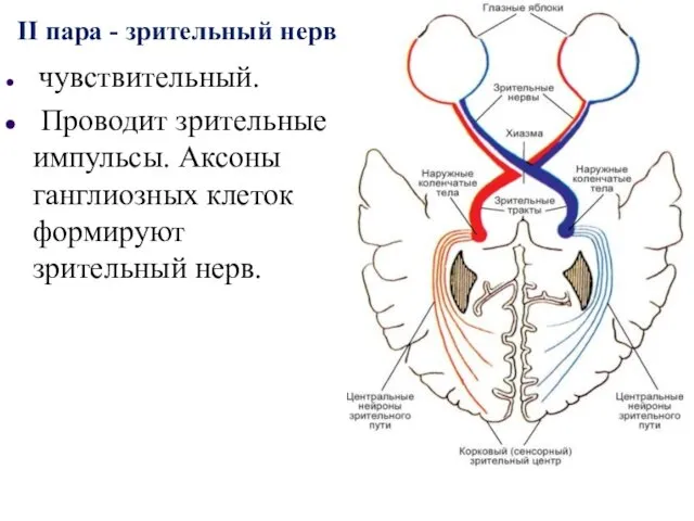 II пара - зрительный нерв чувствительный. Проводит зрительные импульсы. Аксоны ганглиозных клеток формируют зрительный нерв.