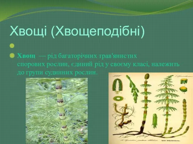 Хвощі (Хвощеподібні) Хвощ — рід багаторічних трав'янистих спорових рослин, єдиний
