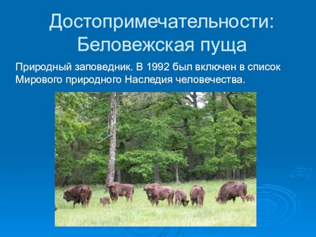 Достопримечательности: Беловежская пуща Природный заповедник. В 1992 был включен в список Мирового природного Наследия человечества.
