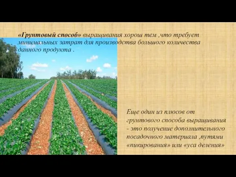 «Грунтовый способ» выращивания хорош тем ,что требует минимальных затрат для производства большого количества