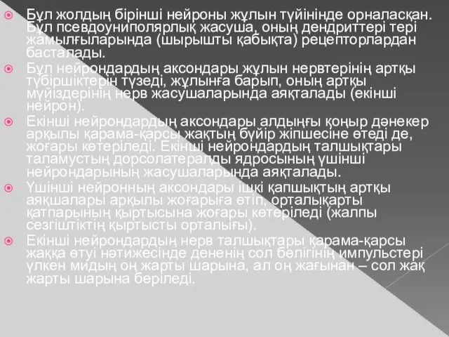 Бұл жолдың бірінші нейроны жұлын түйінінде орналасқан. Бұл псевдоуниполярлық жасуша,