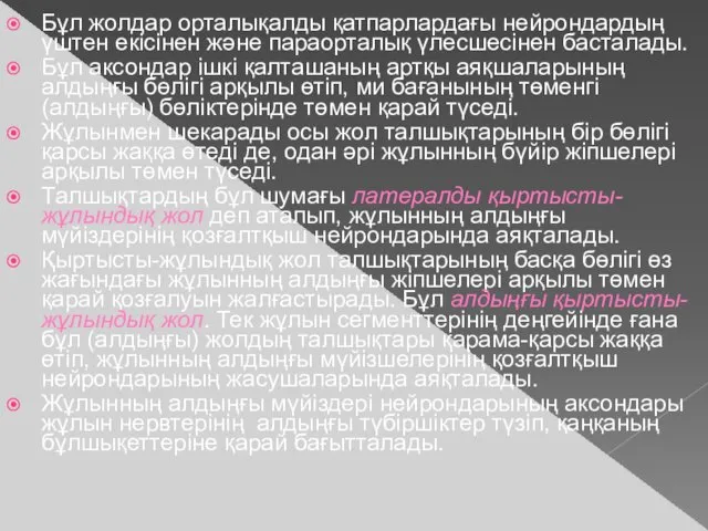 Бұл жолдар орталықалды қатпарлардағы нейрондардың үштен екісінен және параорталық үлесшесінен басталады. Бұл аксондар