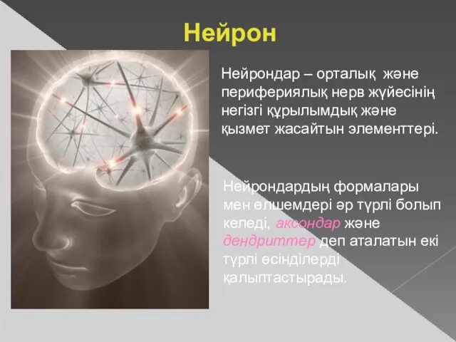 Нейрон Нейрондар – орталық және перифериялық нерв жүйесінің негізгі құрылымдық және қызмет жасайтын