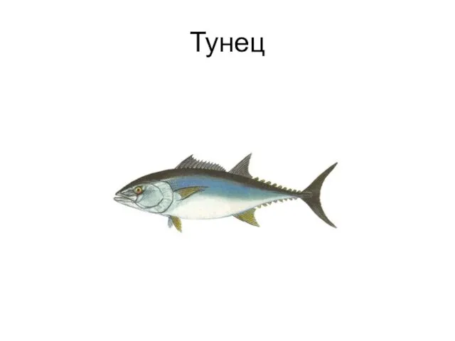 Тунец