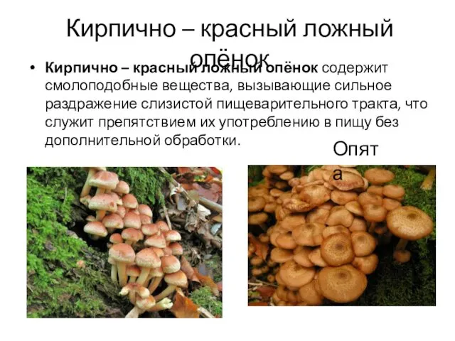 Кирпично – красный ложный опёнок Кирпично – красный ложный опёнок