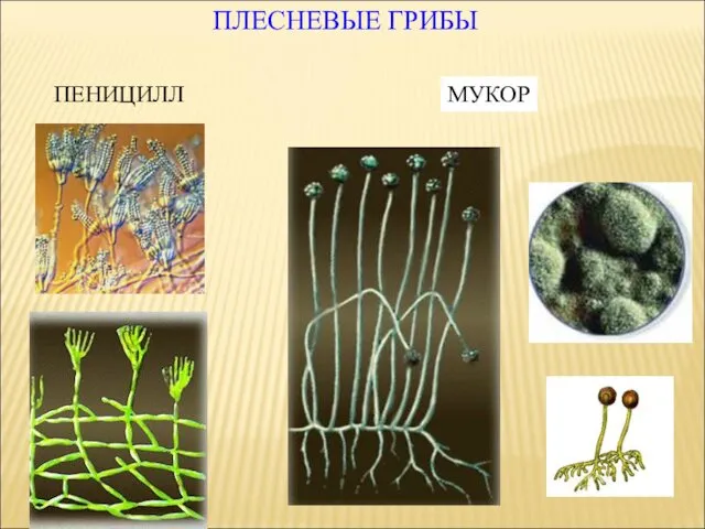 ПЛЕСНЕВЫЕ ГРИБЫ МУКОР ПЕНИЦИЛЛ