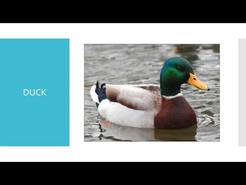 DUCK