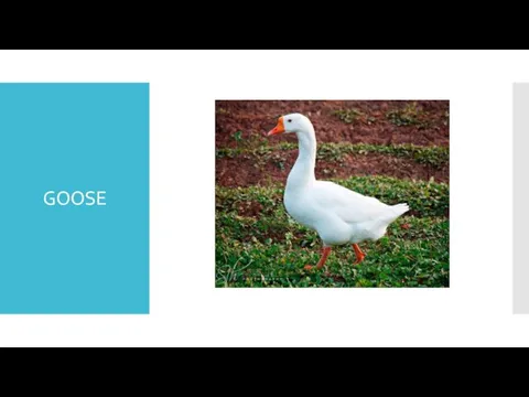 GOOSE