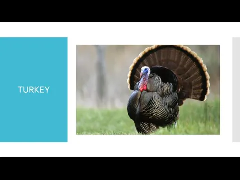 TURKEY