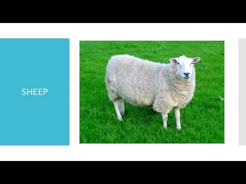 SHEEP