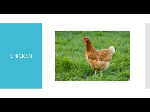 CHICKEN