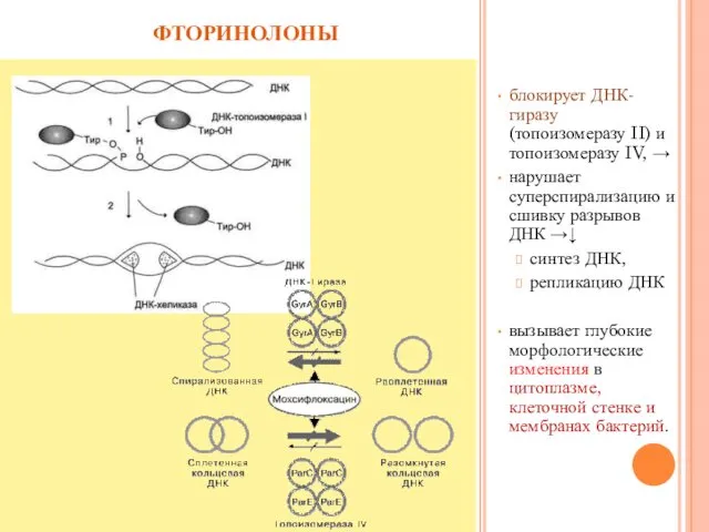 фторинолоны блокирует ДНК-гиразу (топоизомеразу II) и топоизомеразу IV, → нарушает суперспирализацию и сшивку