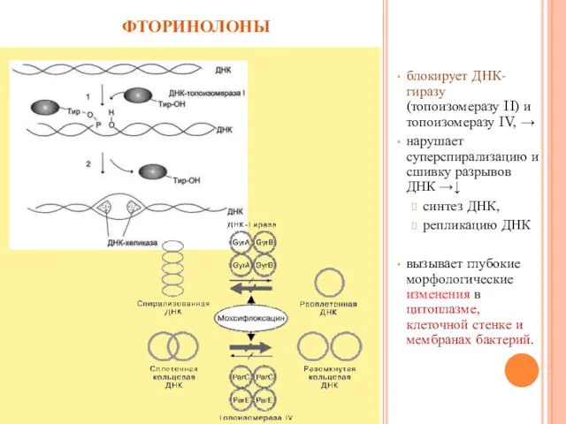 фторинолоны блокирует ДНК-гиразу (топоизомеразу II) и топоизомеразу IV, → нарушает