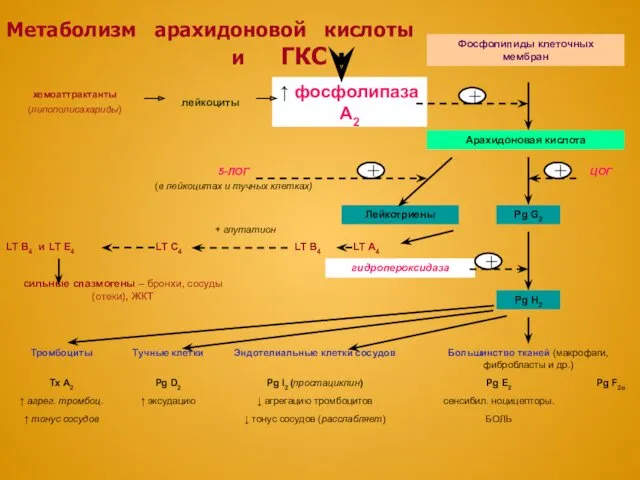 Метаболизм арахидоновой кислоты и ГКС + + + +