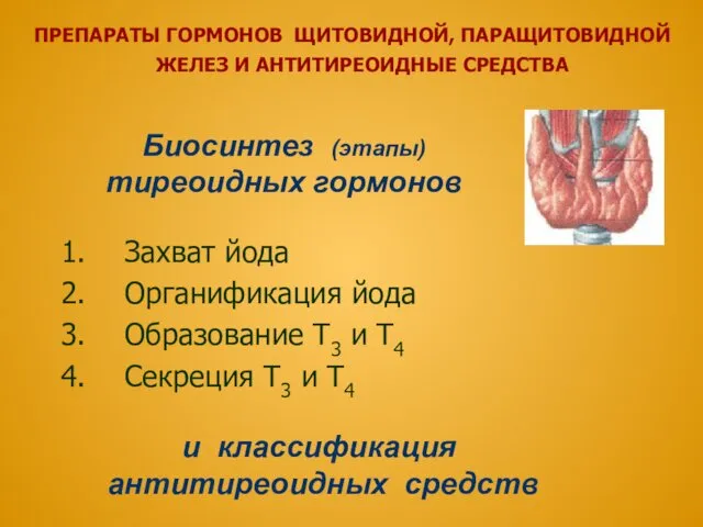 ПРЕПАРАТЫ ГОРМОНОВ ЩИТОВИДНОЙ, ПАРАЩИТОВИДНОЙ ЖЕЛЕЗ И АНТИТИРЕОИДНЫЕ СРЕДСТВА Биосинтез (этапы)