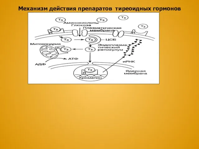 Механизм действия препаратов тиреоидных гормонов