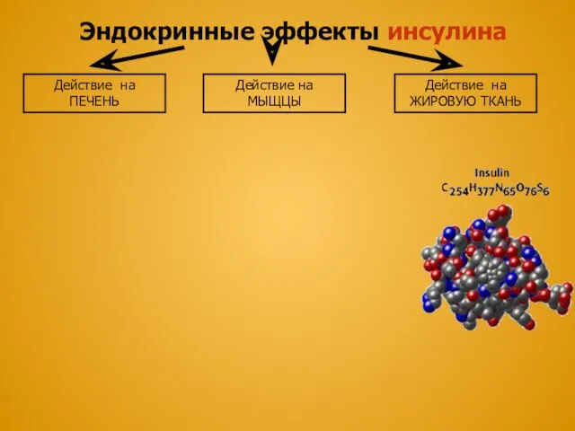 Действие на ПЕЧЕНЬ Эндокринные эффекты инсулина Действие на МЫЩЦЫ Действие на ЖИРОВУЮ ТКАНЬ