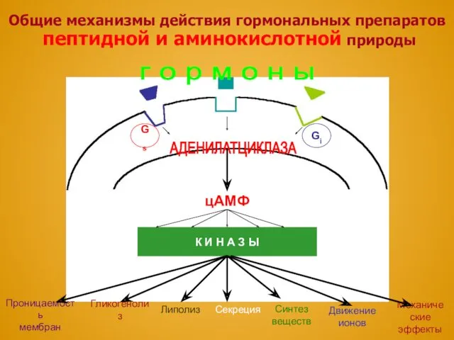 АДЕНИЛАТЦИКЛАЗА г о р м о н ы цАМФ Общие