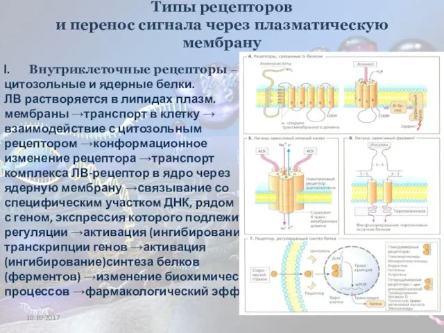 Типы рецепторов и перенос сигнала через плазматическую мембрану Внутриклеточные рецепторы