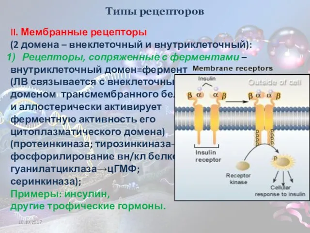 Типы рецепторов II. Мембранные рецепторы (2 домена – внеклеточный и