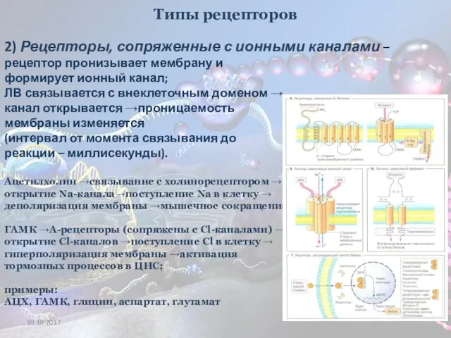 Типы рецепторов 2) Рецепторы, сопряженные с ионными каналами – рецептор