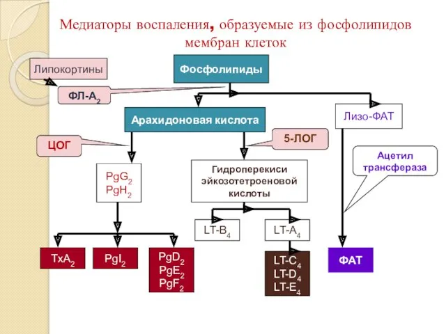 Медиаторы воспаления, образуемые из фосфолипидов мембран клеток Фосфолипиды Арахидоновая кислота