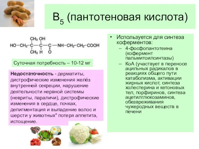 В5 (пантотеновая кислота) Используется для синтеза коферментов: 4-фосфопантотеина (кофермент пальмитоилсинтазы)