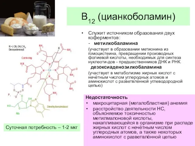 В12 (цианкоболамин) Служит источником образования двух коферментов: - метилкобаламина (участвует