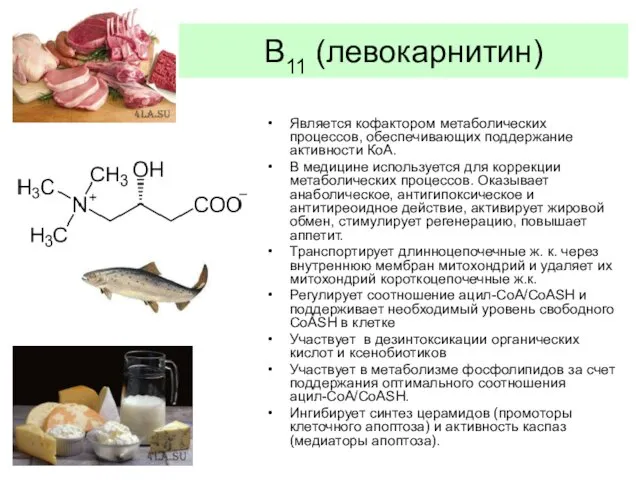 В11 (левокарнитин) Является кофактором метаболических процессов, обеспечивающих поддержание активности КоА.