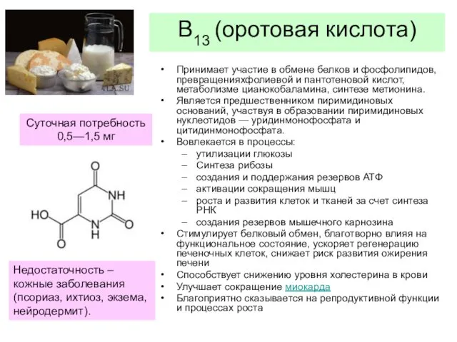 В13 (оротовая кислота) Принимает участие в обмене белков и фосфолипидов,