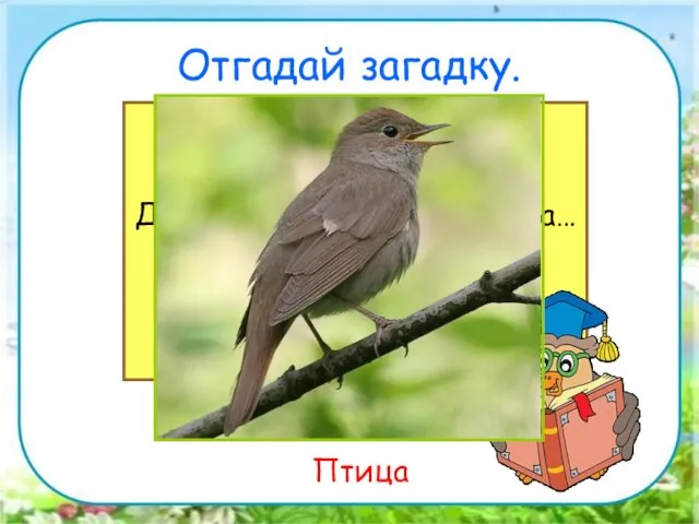 Отгадай загадку. Снится ночью пауку Чудо-юдо на суку, Длинный клюв