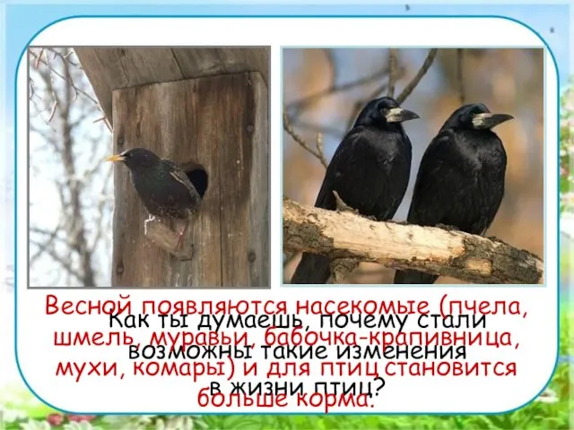 Как ты думаешь, почему стали возможны такие изменения в жизни птиц? Весной появляются