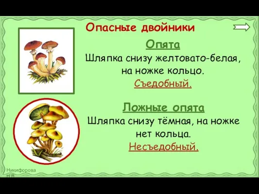 Опята Шляпка снизу желтовато-белая, на ножке кольцо. Съедобный. Опасные двойники