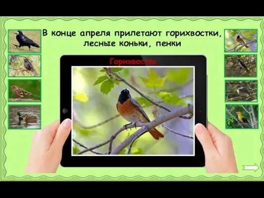 Горихвостка В конце апреля прилетают горихвостки, лесные коньки, пенки