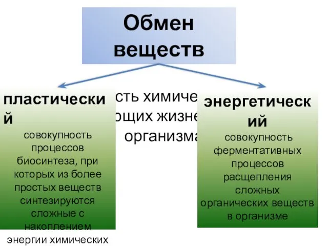 Обмен веществ это совокупность химических процессов, обеспечивающих жизнедеятельность организма пластический