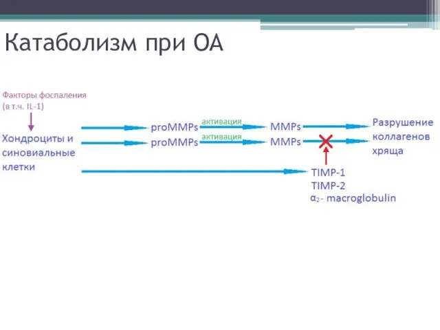 Катаболизм при ОА