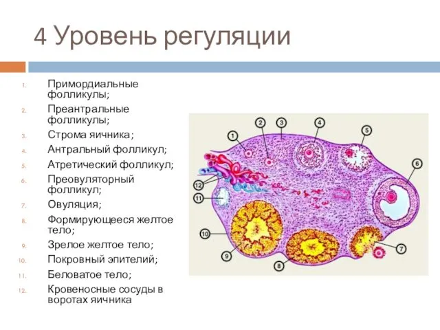 4 Уровень регуляции Примордиальные фолликулы; Преантральные фолликулы; Строма яичника; Антральный