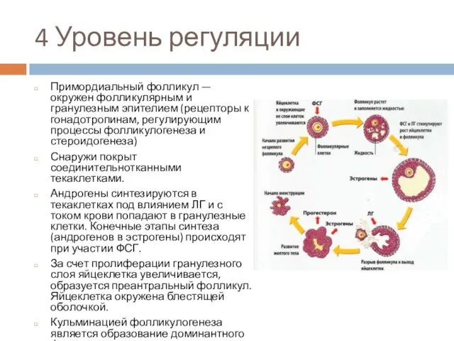 4 Уровень регуляции Примордиальный фолликул — окружен фолликулярным и гранулезным