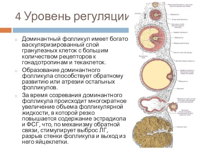 4 Уровень регуляции Доминантный фолликул имеет богато васкуляризированный слой гранулезных