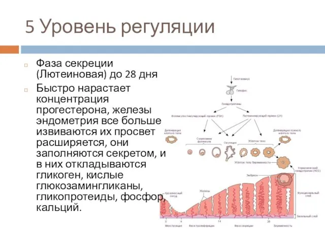 5 Уровень регуляции Фаза секреции (Лютеиновая) до 28 дня Быстро