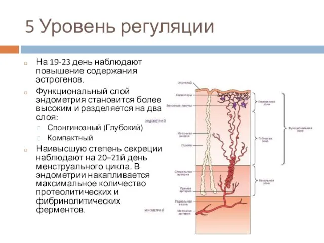 5 Уровень регуляции На 19-23 день наблюдают повышение содержания эстрогенов.