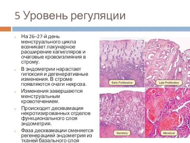 5 Уровень регуляции На 26–27-й день менструального цикла возникает лакунарное