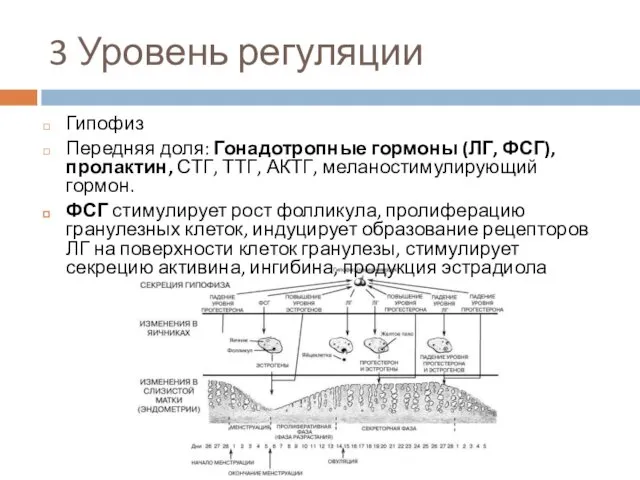 3 Уровень регуляции Гипофиз Передняя доля: Гонадотропные гормоны (ЛГ, ФСГ),