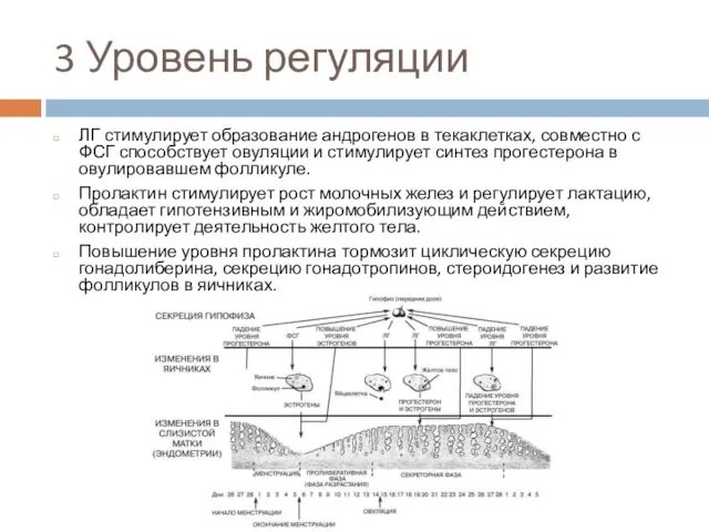 3 Уровень регуляции ЛГ стимулирует образование андрогенов в текаклетках, совместно