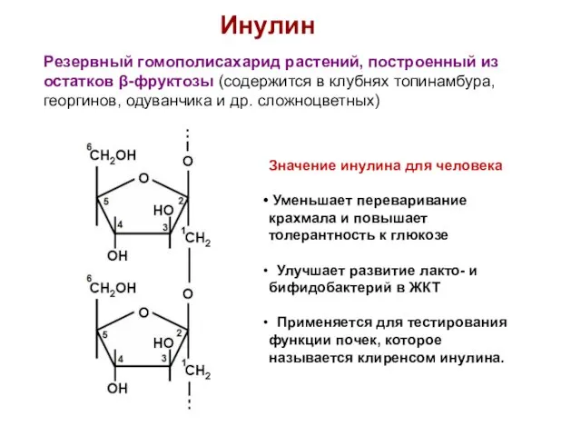 Резервный гомополисахарид растений, построенный из остатков β-фруктозы (содержится в клубнях