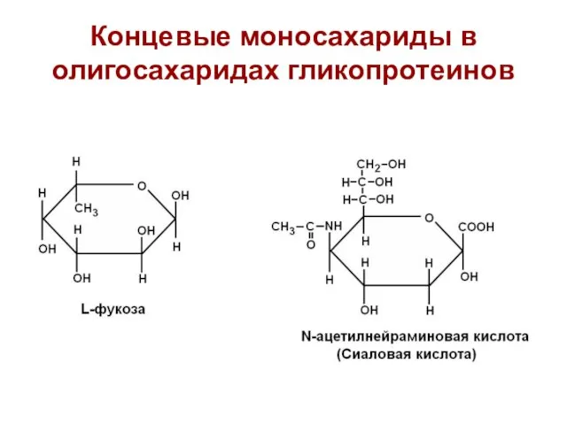 Концевые моносахариды в олигосахаридах гликопротеинов